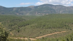 monte-forestal