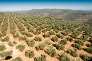 precio-hectarea-olivar