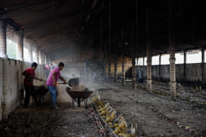 limpiando-incendio-granja-pollos